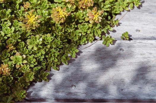Création d’un espace bien-être extérieur avec l’installation d’un spa encastré à hauteur du sol, harmonieusement intégré dans un jardin paysager. Le spa est bordé par une terrasse en lames de bambou posée sur une structure métallique Terrassteel, assurant durabilité, résistance à l’humidité et finition soignée. Un mur en pierre naturelle vient structurer l’espace et renforcer l’ambiance authentique et chaleureuse. Des massifs paysagers complètent l’ensemble, avec notamment un olivier majestueux en élément central, apportant une touche méditerranéenne à la composition. Aménagement alliant confort, esthétisme et techniques modernes de construction extérieure. Ce projet illustre le savoir-faire d’un paysagiste et pisciniste en région Rhône-Alpes, intervenant à Valence, dans la Drôme et en Ardèche, pour des réalisations harmonieuses et techniques mêlant confort, tradition et modernité.